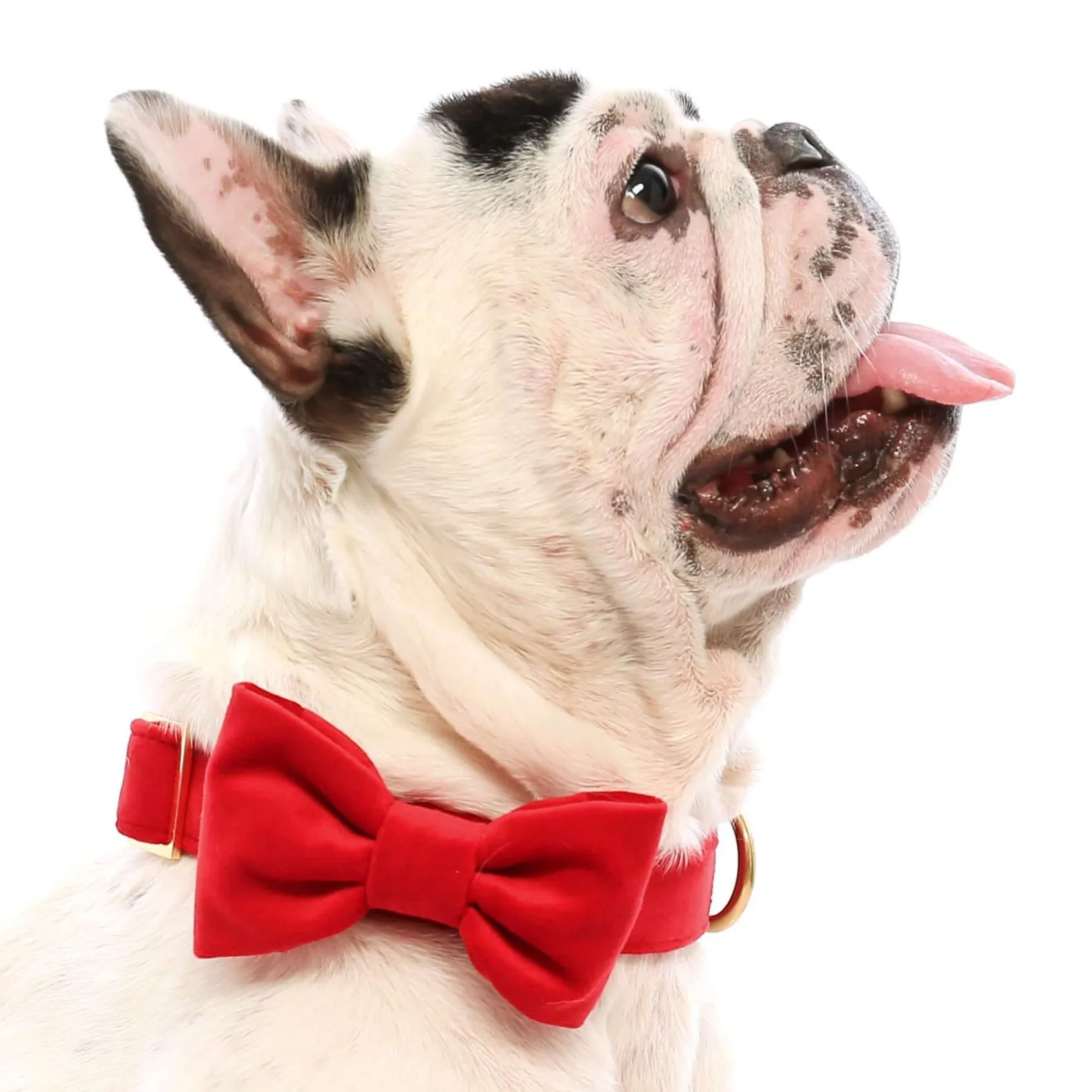 Cranberry Velvet Dog Bow Tie